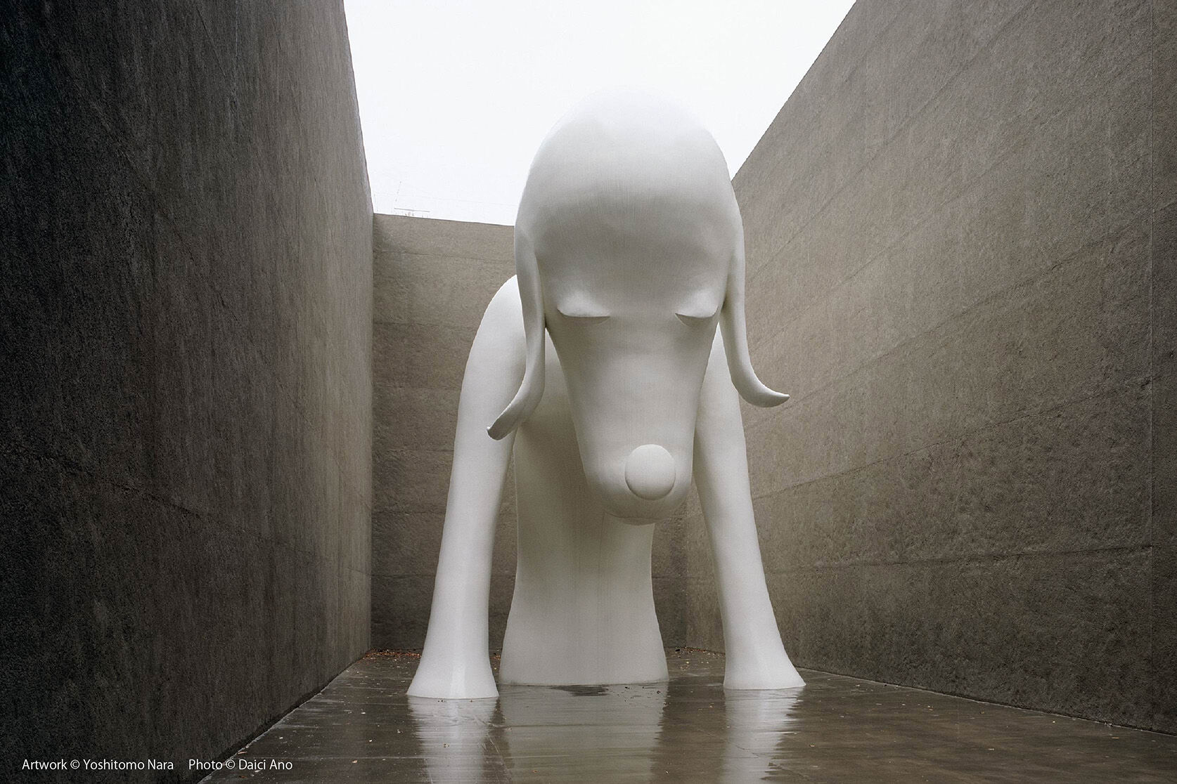 Aomori-ken (Aomori-ken Dog)