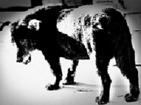 森山大道《三沢の犬》1971/2016年 (C)森山大道